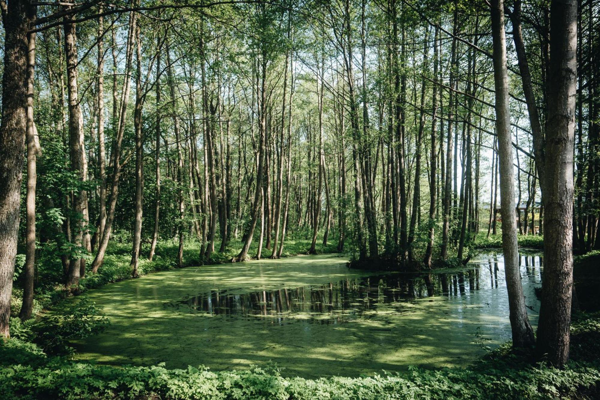 Nemirseta Forest Apartments Palanga Ngoại thất bức ảnh